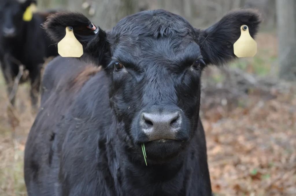 Black Angus runderras