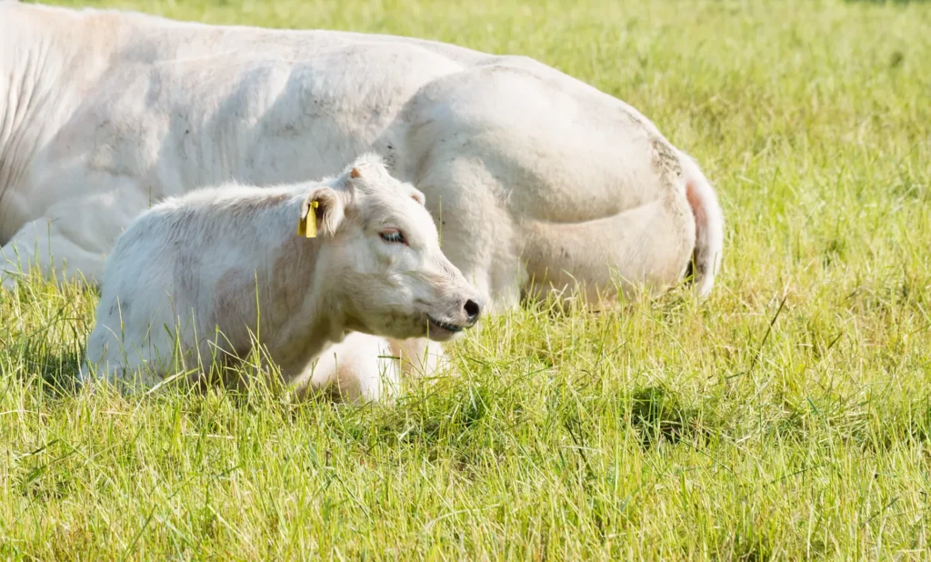 Charolais koe