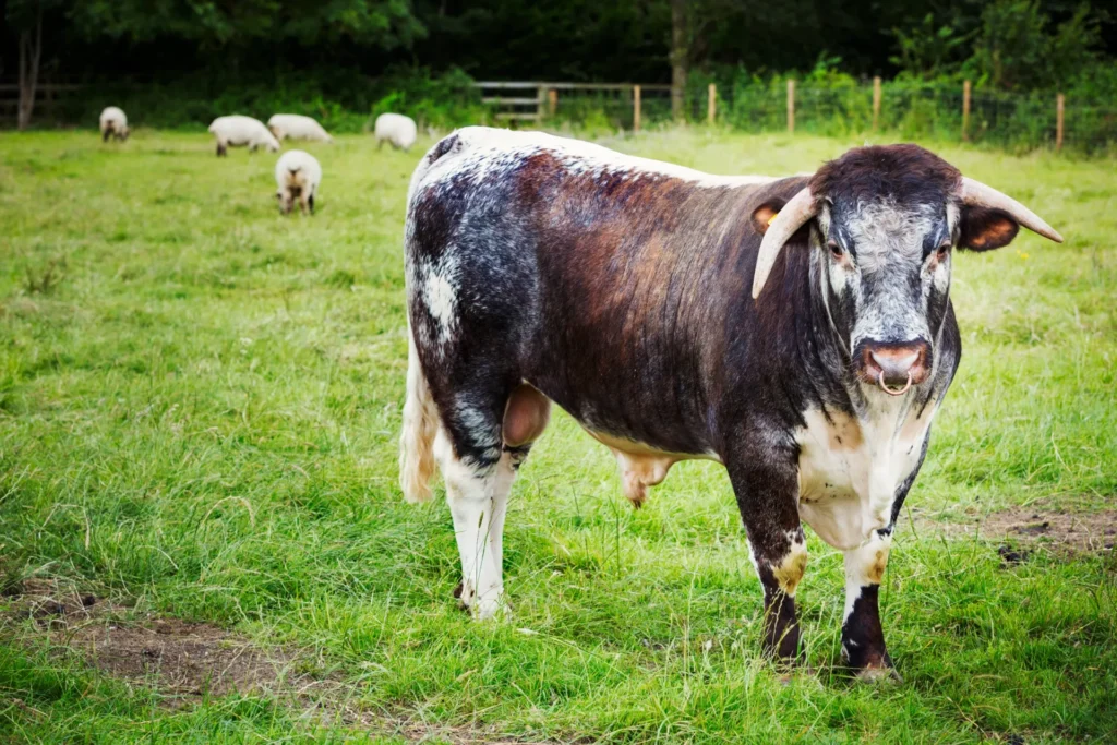 Hereford koe