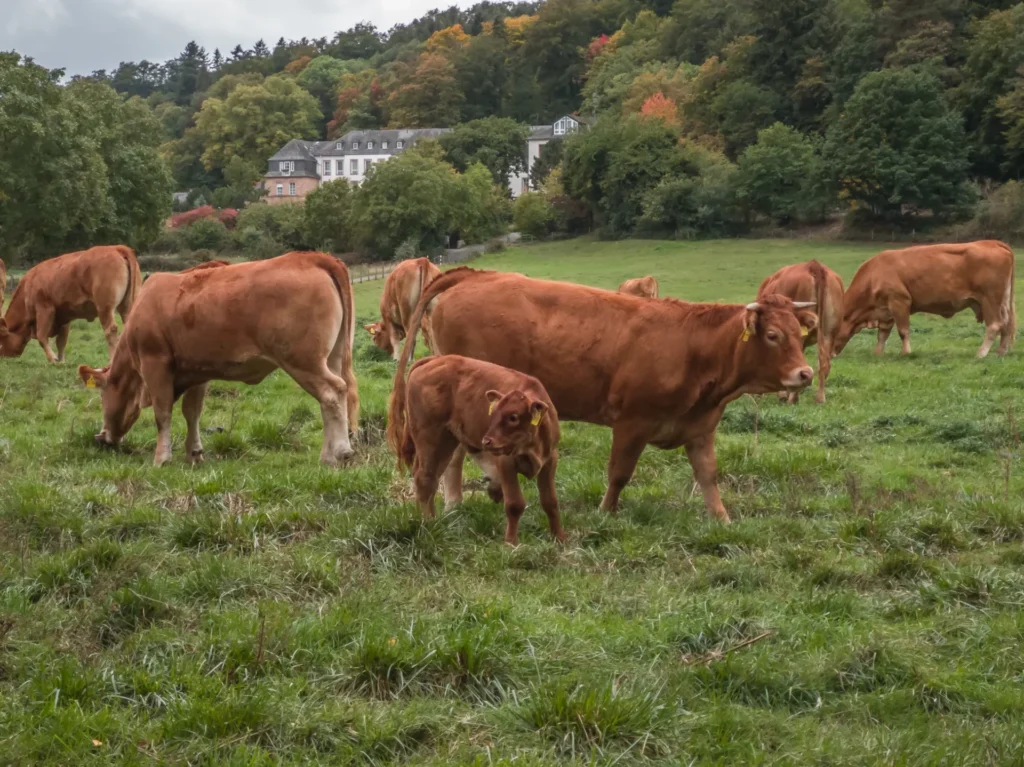 Limousin koe