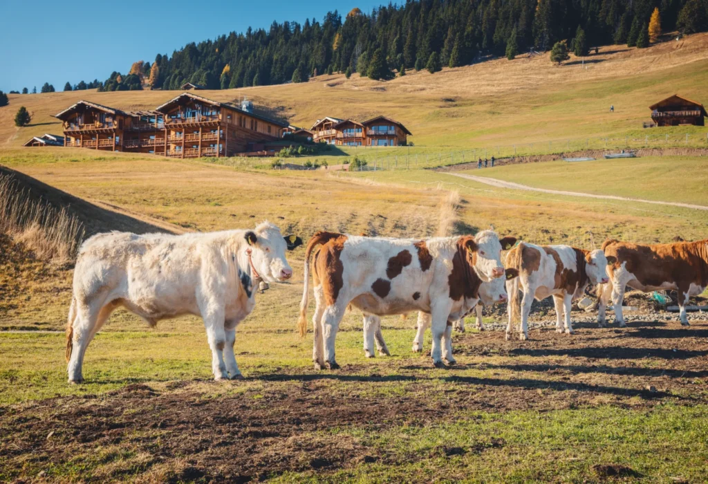 Simmental koe