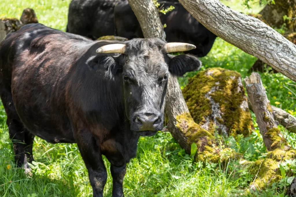 Wagyu koe